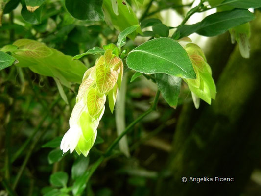 Justicia brandegeeana - Garnelen Justizie    © Angelika Ficenc