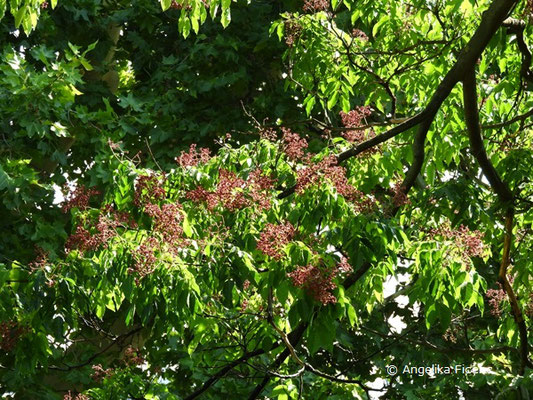 Tetradium daniellii (Samthaarige Stinkesche)  © Mag. Angelika Ficenc