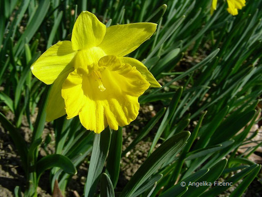 Narcissus pseudonarcissus var. pseudonarcissus - Gelbe Narzisse      © Mag. Angelika Ficenc