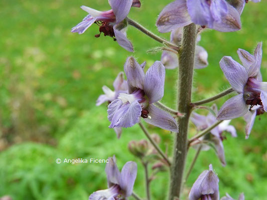 Delphinium requienii  © Mag. Angelika Ficenc