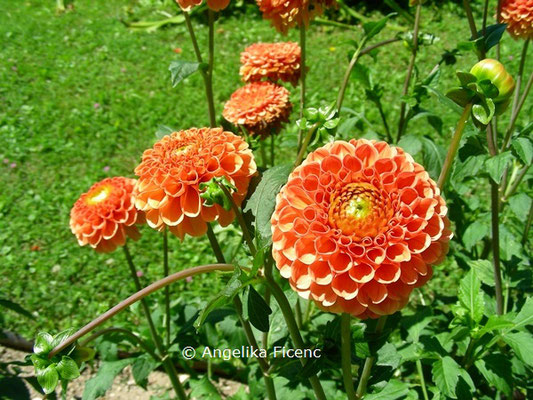 Dahlia "Fenstergucker"   © Mag. Angelika Ficenc