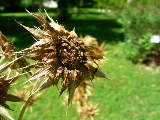 Berkheya cisiifolia, Samenstand  © Mag. Angelika Ficenc