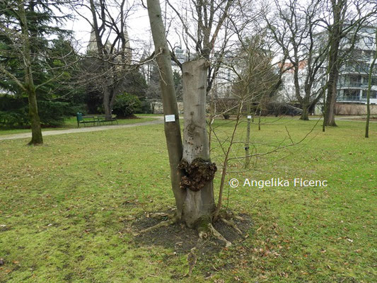 Magnolia salicifolia © Mag. Angelika Ficenc