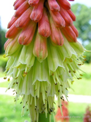 Kniphofia tuckii - Fackellilie  © Mag. Angelika Ficenc