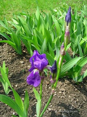 Iris aphylla - Nacktstängelige Schwertlilie   © Mag. Angelika Ficenc