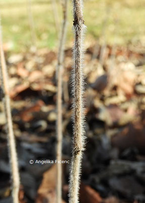 Ruellia humilis  © Mag. Angelika Ficenc