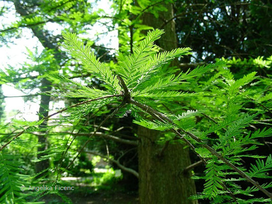 Taxodium distichum - Sumpfzypresse  © Mag. Angelika Ficenc