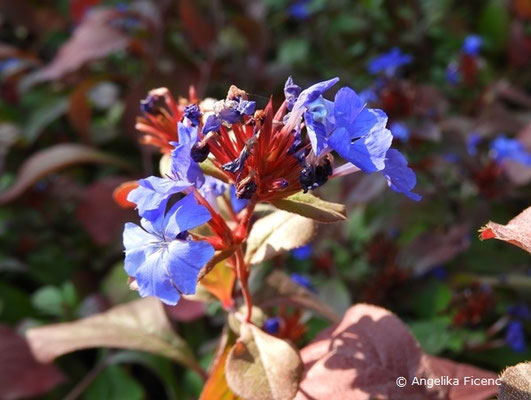 Ceratostigma plumbaginoides  © Mag. Angelika Ficenc