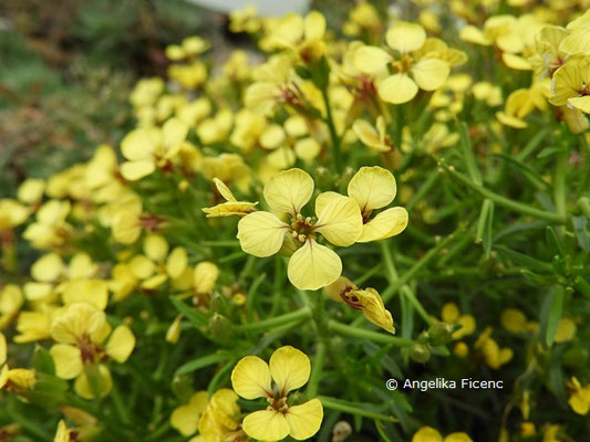 Vella spinosa - Blüten  © Mag. Angelika Ficenc