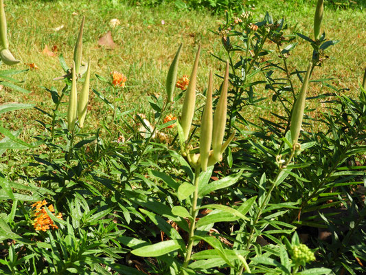 Asclepias tuberosa, Fruchtstand mit Früchten  © Mag. Angelika Ficenc