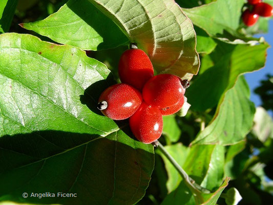 Cornus florida    © Mag. Angelika Ficenc