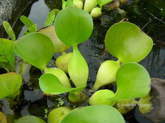 Eichhornia crassipes - Wasserhyazinthe  © Mag. Angelika Ficenc