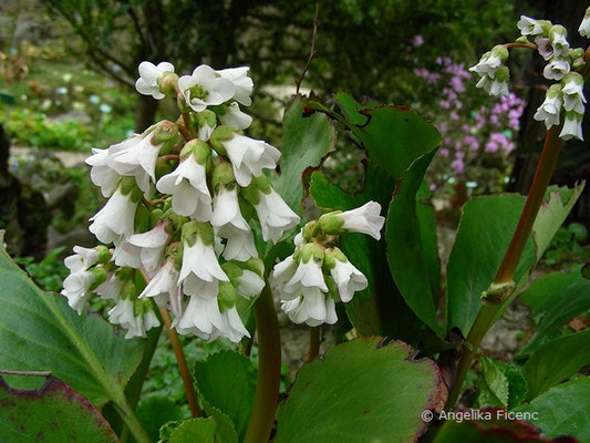 Bergenia stracheii - Bergenie  © Mag. Angelika Ficenc