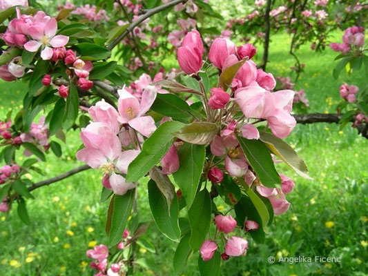 Malus sp. rosa - Apfel  © Mag. Angelika Ficenc