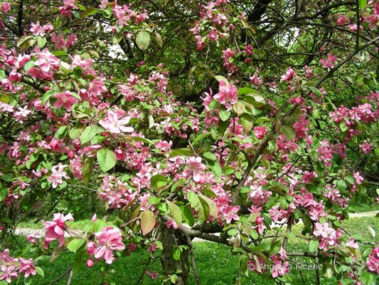 Malus sylvestris rosa - Wildapfel  © Mag. Angelika Ficenc