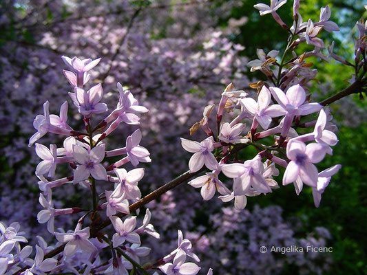 Syringa laciniata - Gelapptblättriger Flieder  © Mag. Angelika Ficenc