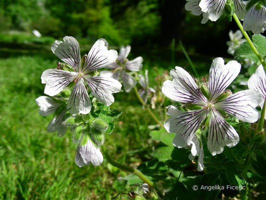 Geranium renardii - Kaukasus Storchschnabel,   © Mag. Angelika Ficenc