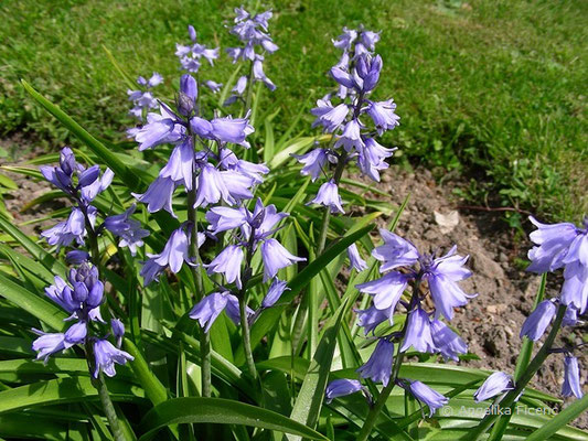 Hyacinthoides hispanica - Spanisches Hasenglöckchen   © Mag. Angelika Ficenc