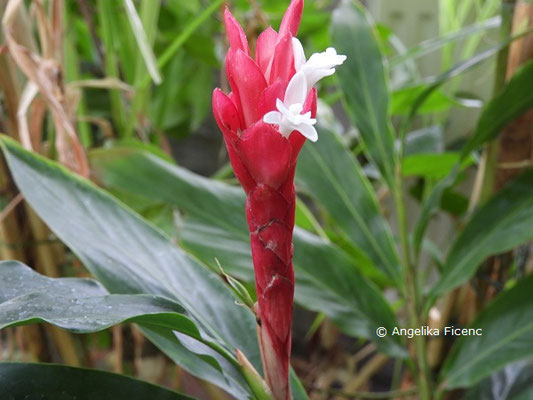 Alpinia purpurata  © Mag. Angelika Ficenc