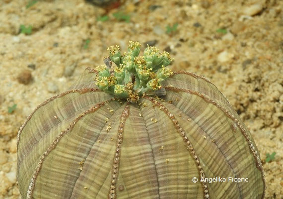 Euphorbia obesa  © Mag. Angelika Ficenc