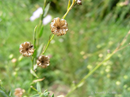 Linum perenne - Stauden Lein  © Mag. Angelika Ficenc