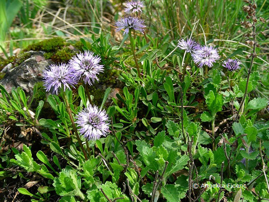 Globularia cordifolia - Herzblatt Kugelblume  © Mag. Angelika Ficenc