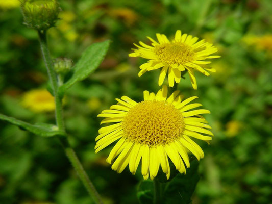 Pulicaria dysenterica - Großes Flohkraut  © Mag. Angelika Ficenc