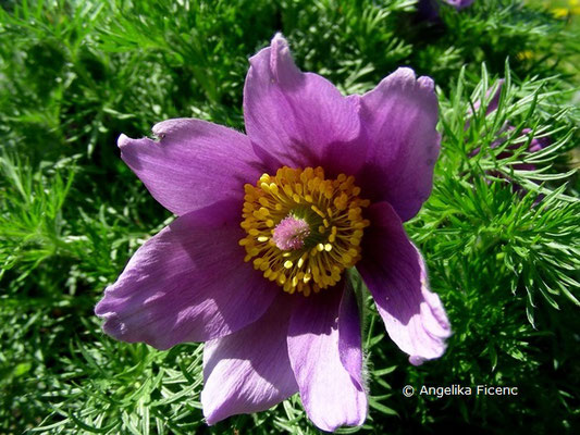 Pulsatilla vulgaris  © Mag. Angelika Ficenc