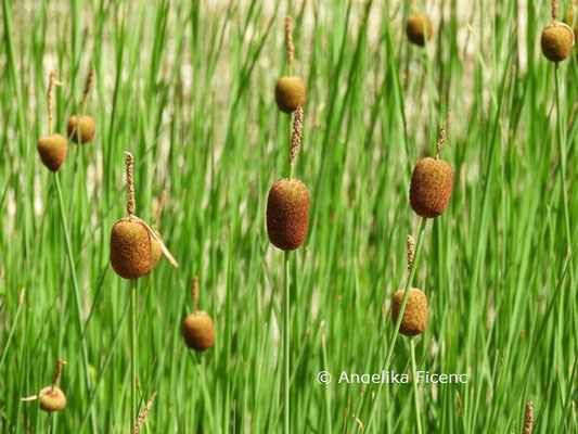 Typha minima  © Mag. Angelika Ficenc