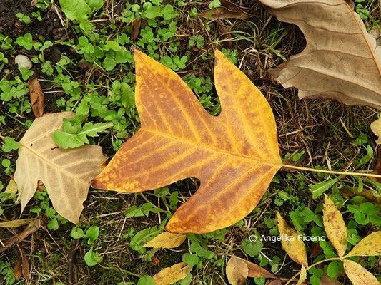 Liriodendron chinense  © Mag. Angelika Ficenc