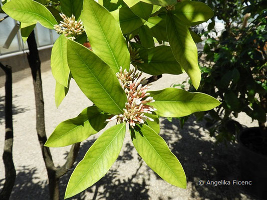 Acokanthera oblongifolia  © Mag. Angelika Ficenc