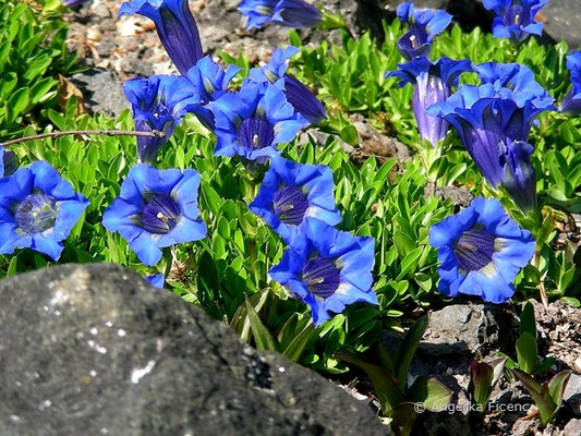 Gentiana acaulis  © Mag. Angelika Ficenc