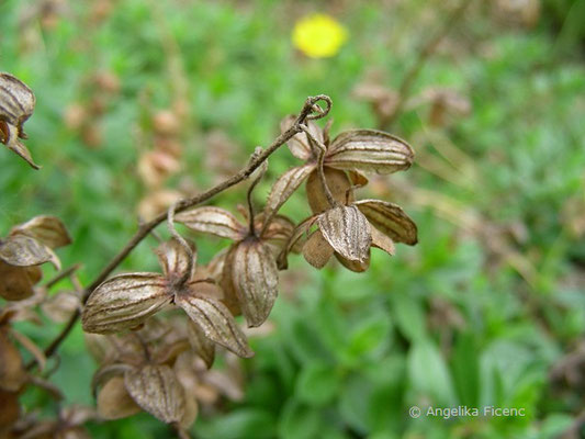 Helianthemum ovatum - Trübgrünes Sonnenröschen  © Mag. Angelika Ficenc