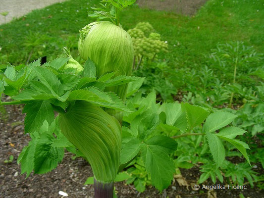 Angelica archanegelica - Echt Engelwurz     © Mag. Angelika Ficenc