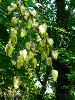 Koeleuteria paniculata - Rispiger Blasenbaum,   © Mag. Angelika Ficenc