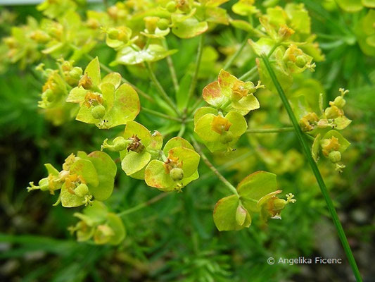 Euphorbia cyparissias - Zypressen Wolfsmilch  © Mag. Angelika Ficenc