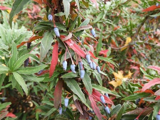 Berberis sp.  © Mag. Angelika Ficenc