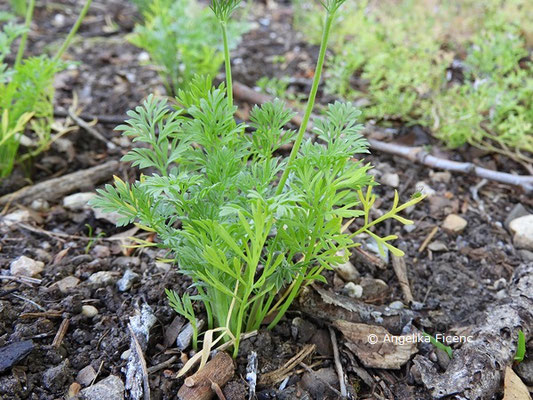 Hypecoum procumbens - Lappenblume © Mag. Angelika Ficenc