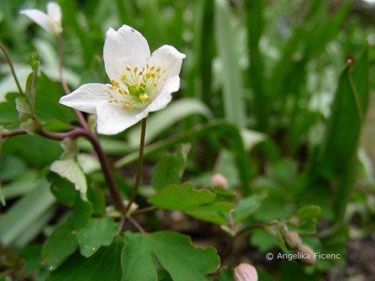 Isopyrum tralictoides - Muschelblümchen  © Mag. Angelika Ficenc