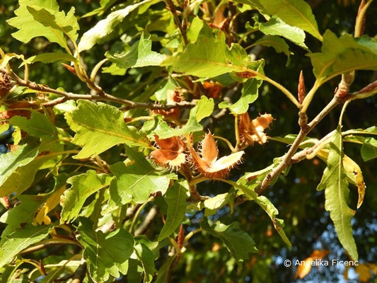 Fagus sylvativa "Laciniata" - Schlitzblatt-Buche  © Mag. Angelika Ficenc