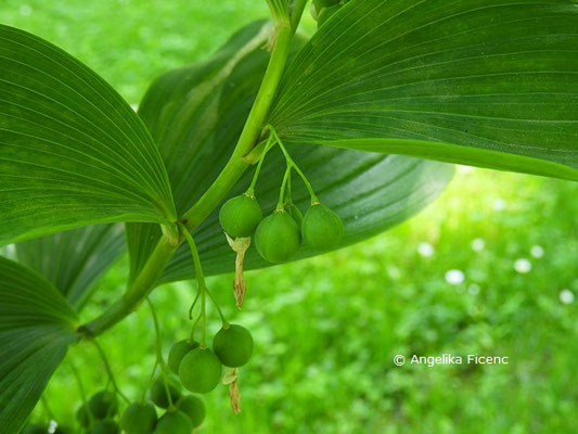 Polygonatum multiflorum, © Mag. Angelika Ficenc