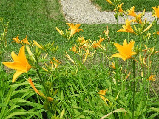 Hemerocallis vulva var. aurantiaca © Mag. Angelika Ficenc