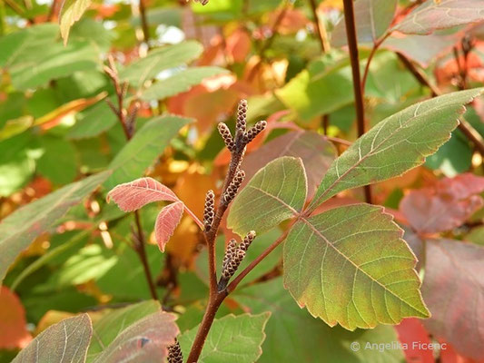 Rhus aromatica - Essigbaum , beginnende Herbstfärbung    © Mag. Angelika Ficenc