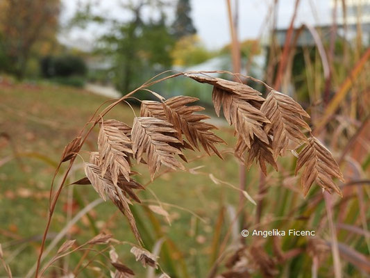 Chasmanthium latifolia  © Mag. Angelika Ficenc