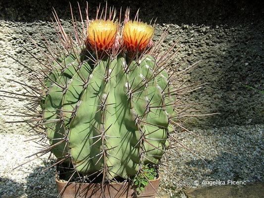 Ferocactus emoriyi subsp. rectispinus  © Mag. Angelika Ficenc