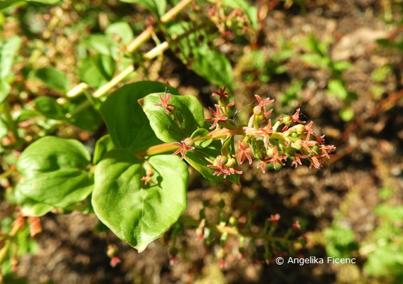 Coriaria japonica     © Mag. Angelika Ficenc