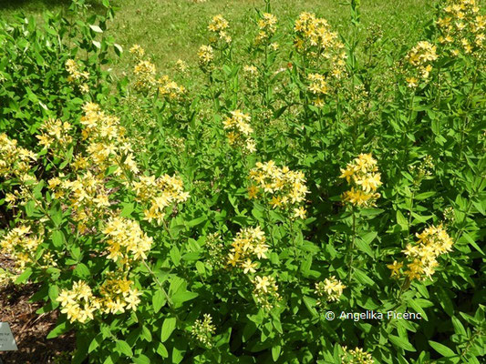 Hypericum hirsutum   © Mag. Angelika Ficenc