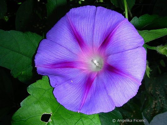 Ipomea caerulea - Blaue Sternwinde    © Mag. Angelika Ficenc