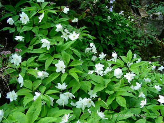 Anemone trifolia  © Mag. Angelika Ficenc