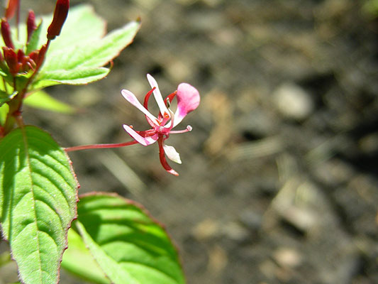 Lopezia racemosa - Mexikanische Lopezie  © Mag. Angelika Ficenc